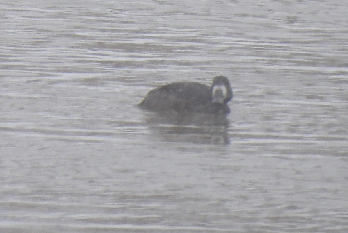 Greater Scaup - ML504321201