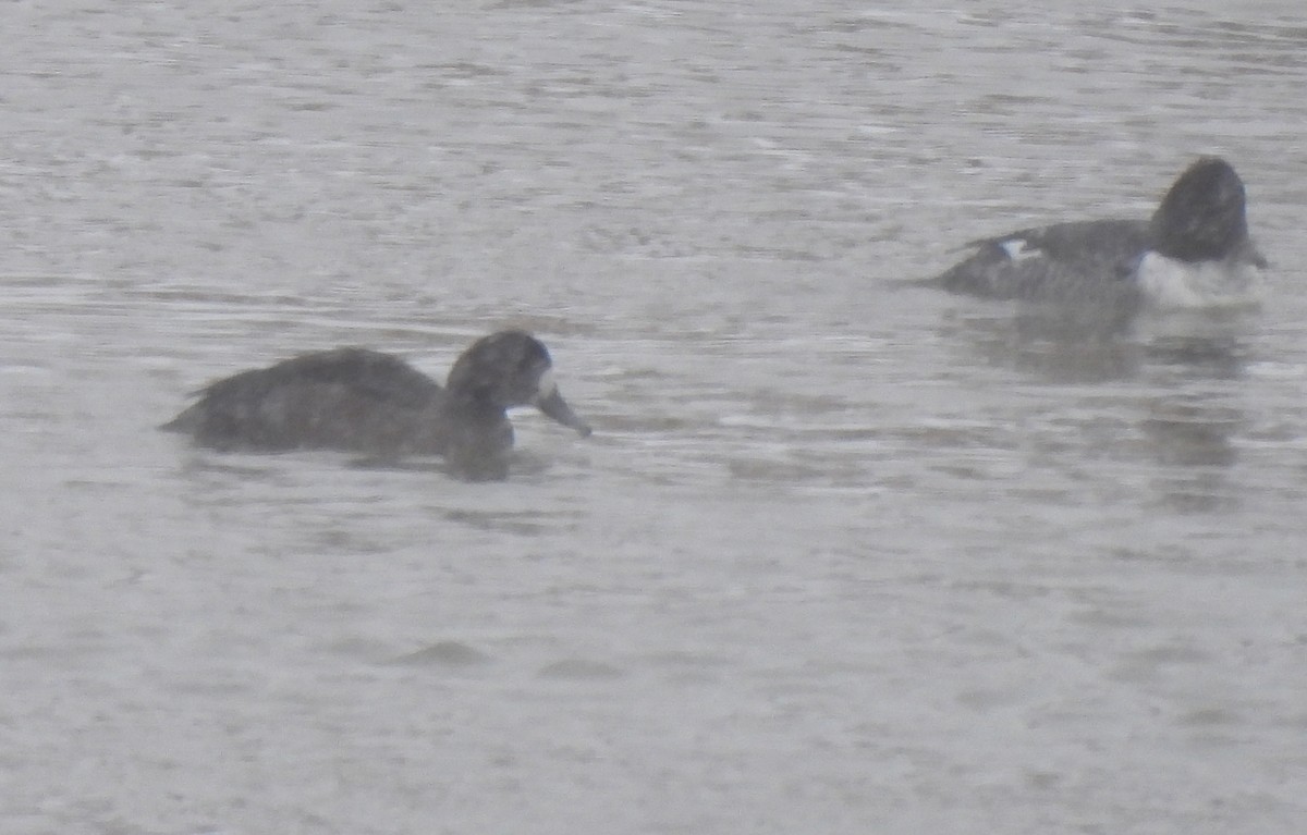 Greater Scaup - ML504321211