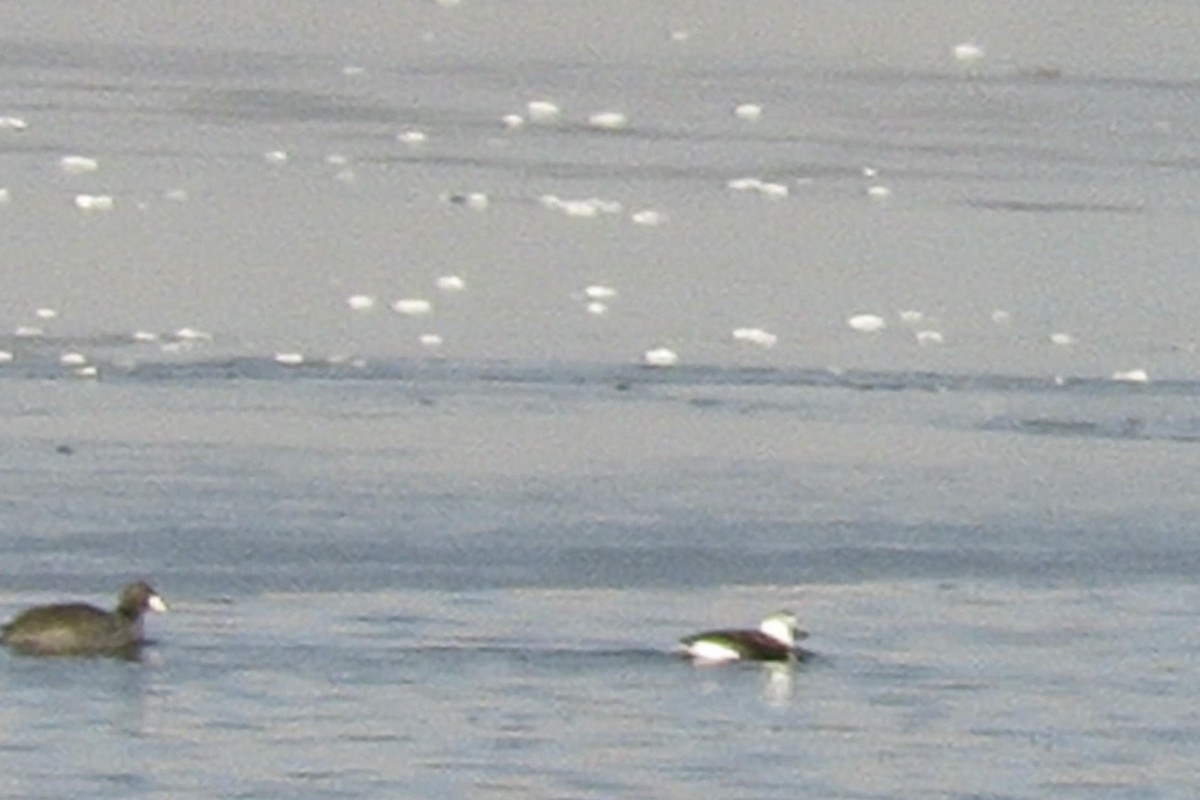 Long-tailed Duck - ML504322521
