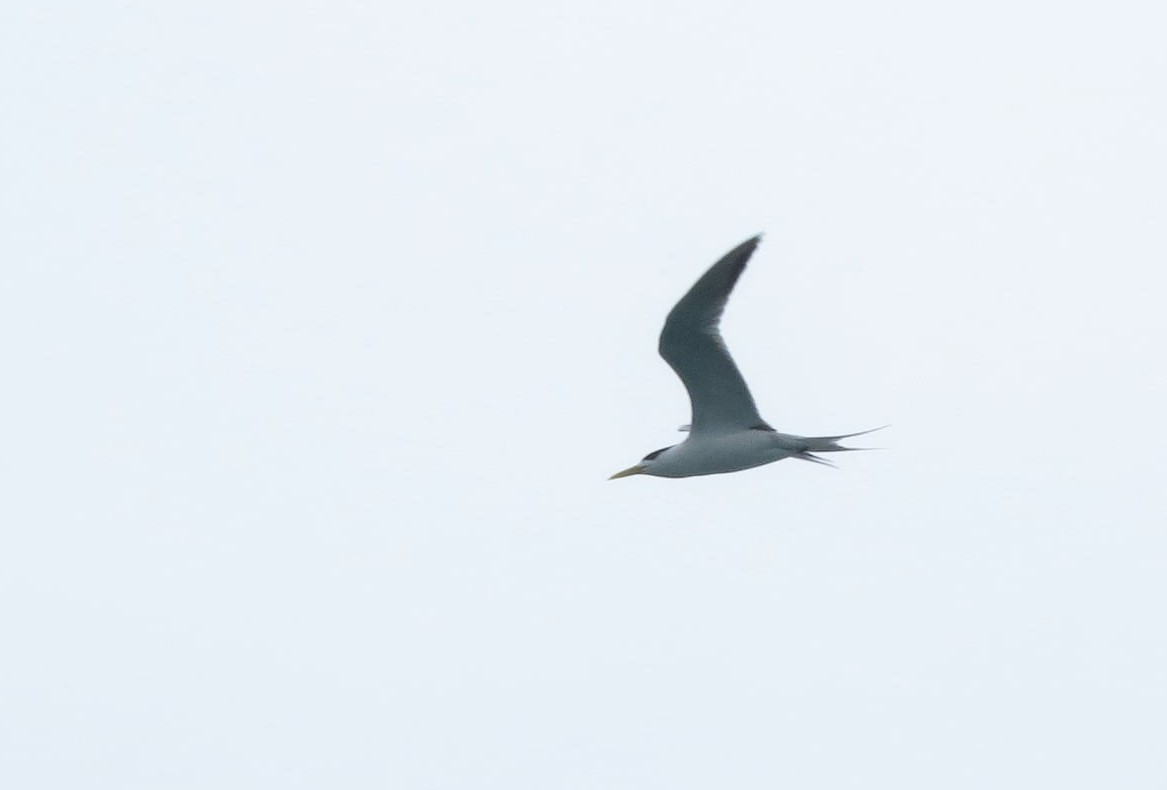 Great Crested Tern - Sze On Ng (Aaron)