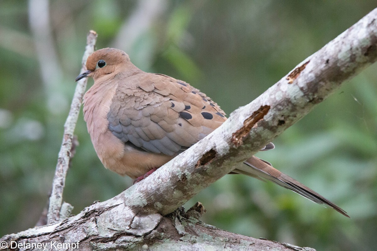 Mourning Dove - Delaney Kempf