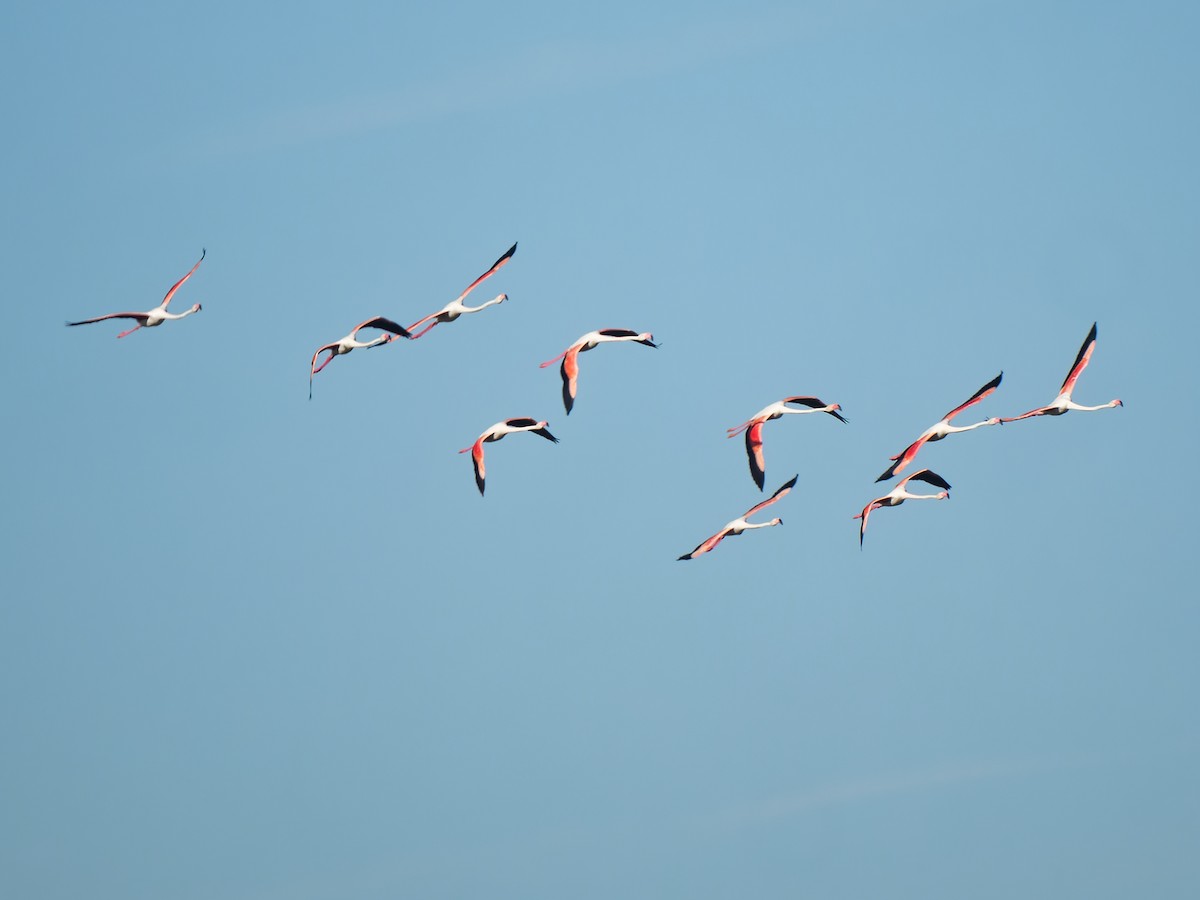 Greater Flamingo - ML504327591