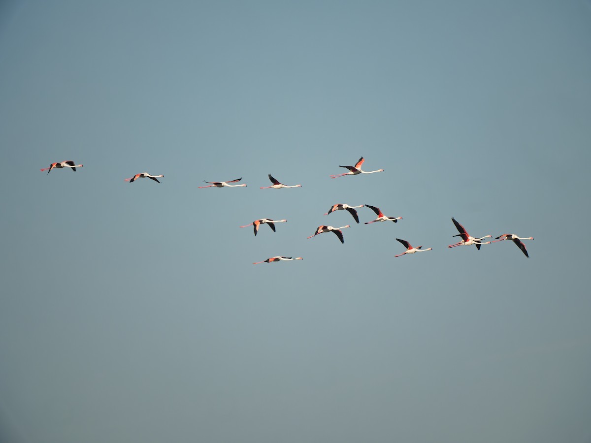 Greater Flamingo - Zach V
