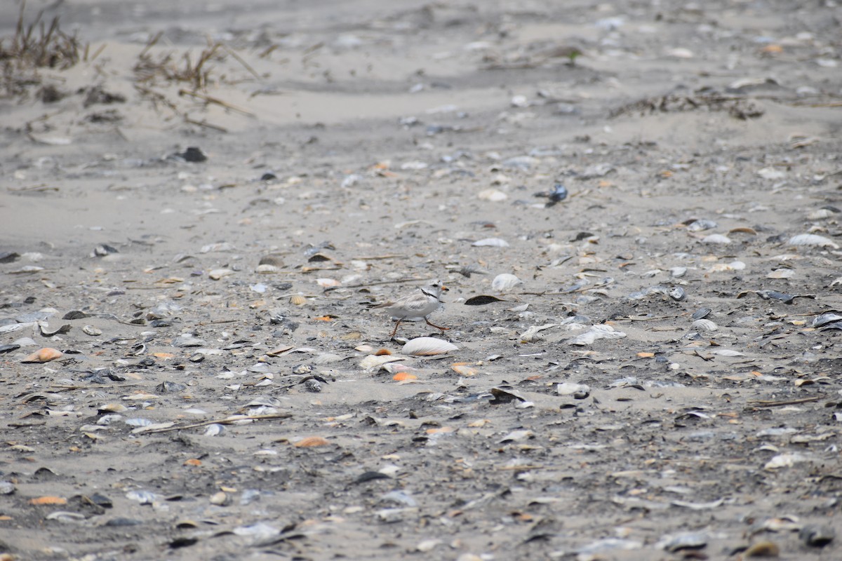 Piping Plover - ML504328541