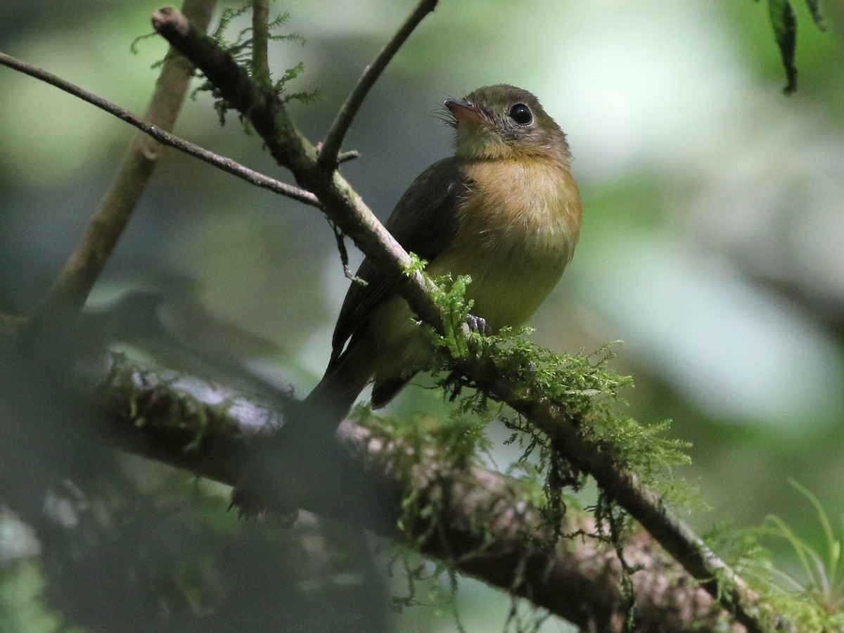 Whiskered Flycatcher (Yellow-rumped) - ML504328721