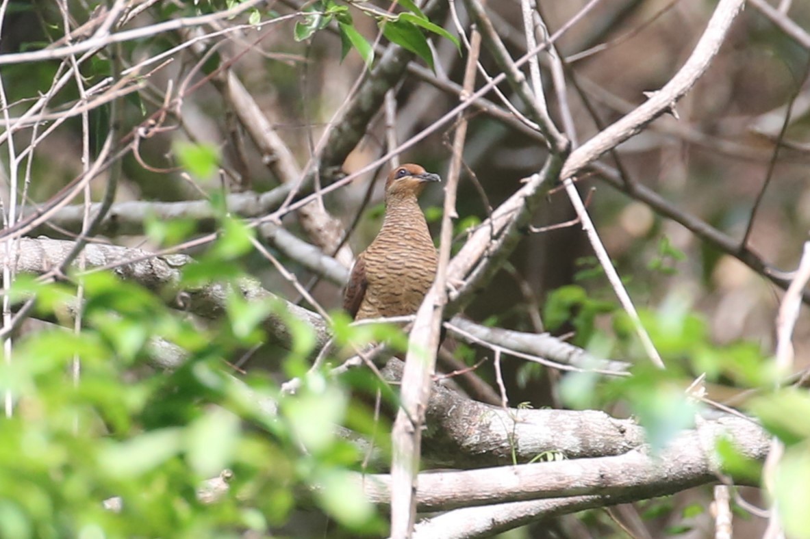 Timor Cuckoo-Dove - ML504329051