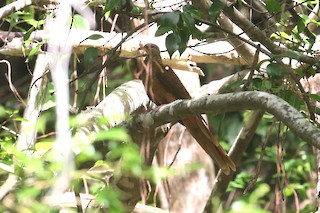 Timor Cuckoo-Dove, ML504329061