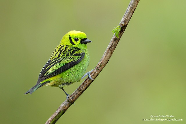  - Emerald Tanager - 
