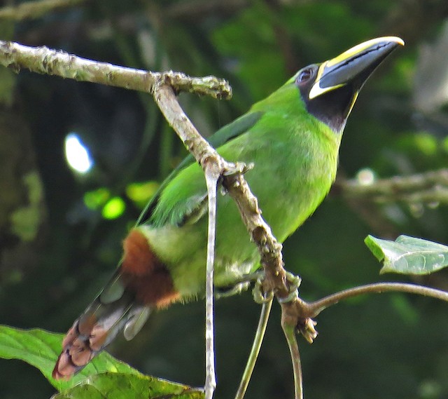 Southern&nbsp;Emerald Toucanet (Black-throated). - Southern Emerald-Toucanet (Black-throated) - 