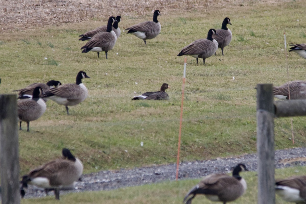 eBird Checklist 16 Nov 2022 20402068 Grafton Shop Rd, Forest Hill
