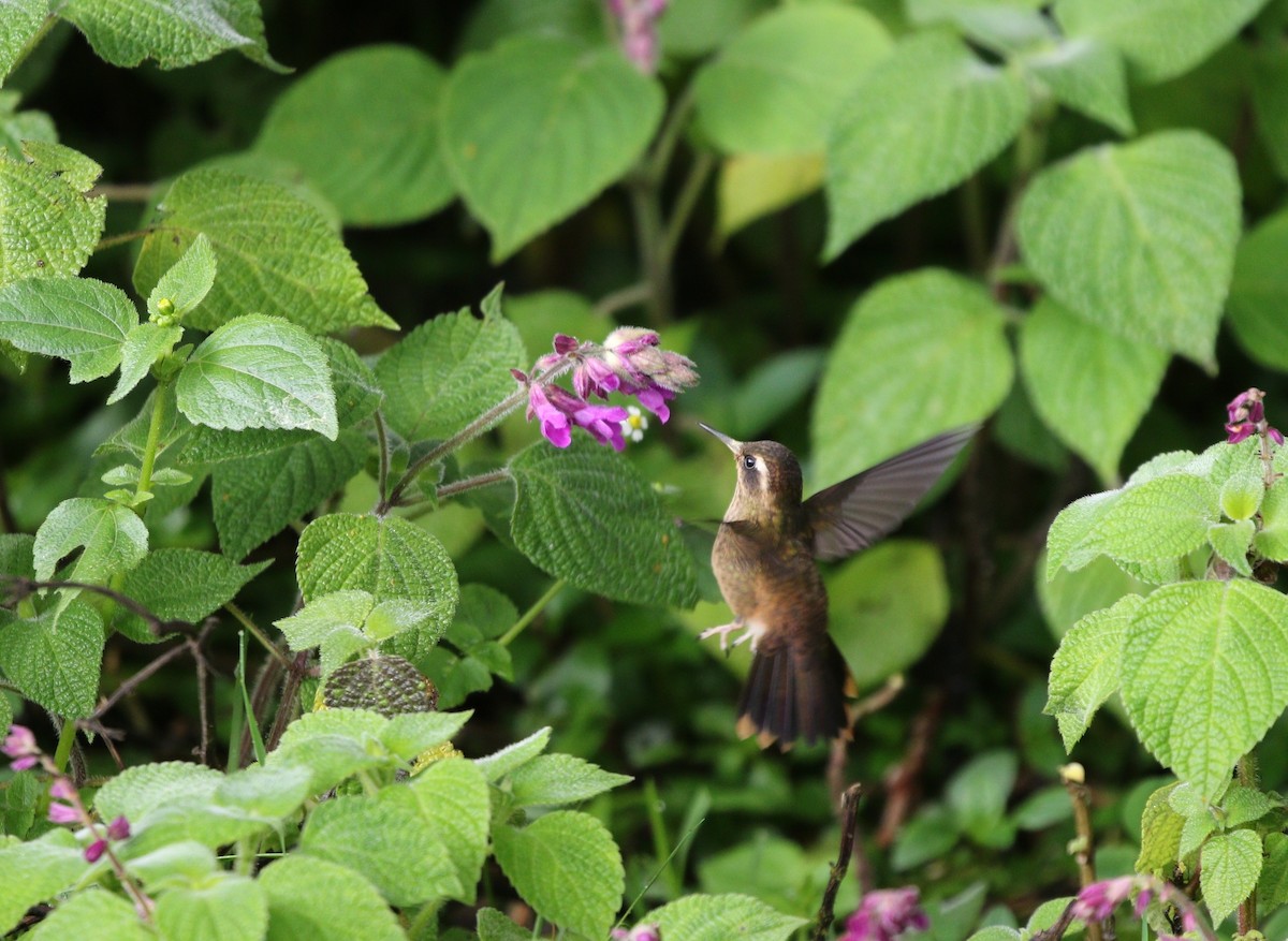 Speckled Hummingbird - ML504341661