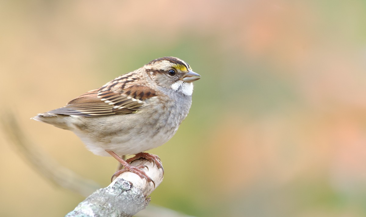 White-throated Sparrow - ML504341931