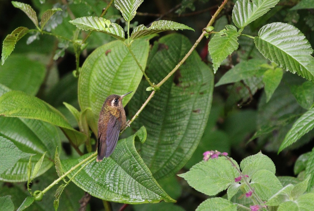 Speckled Hummingbird - ML504341961