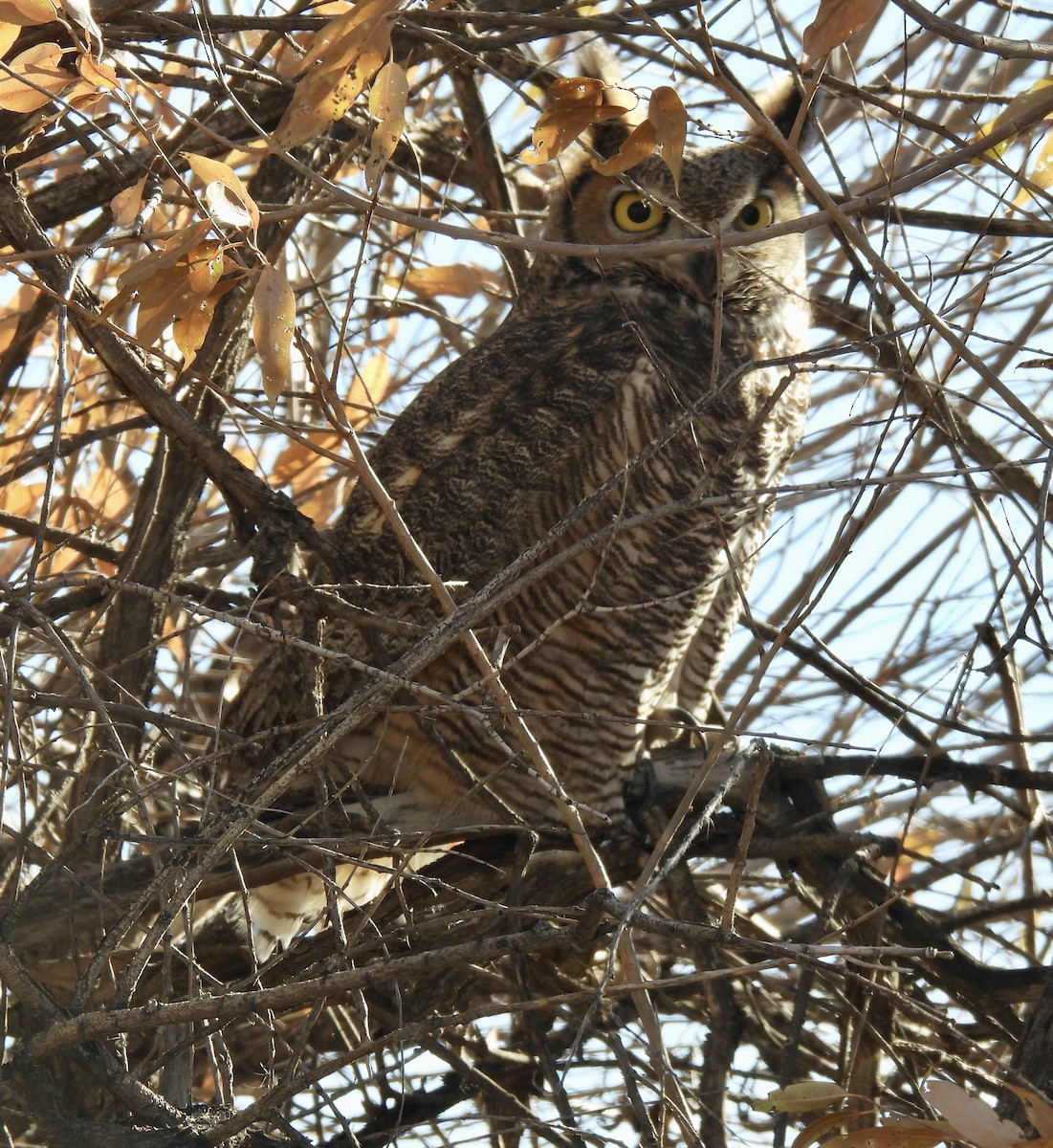 Great Horned Owl - Robert Ducham