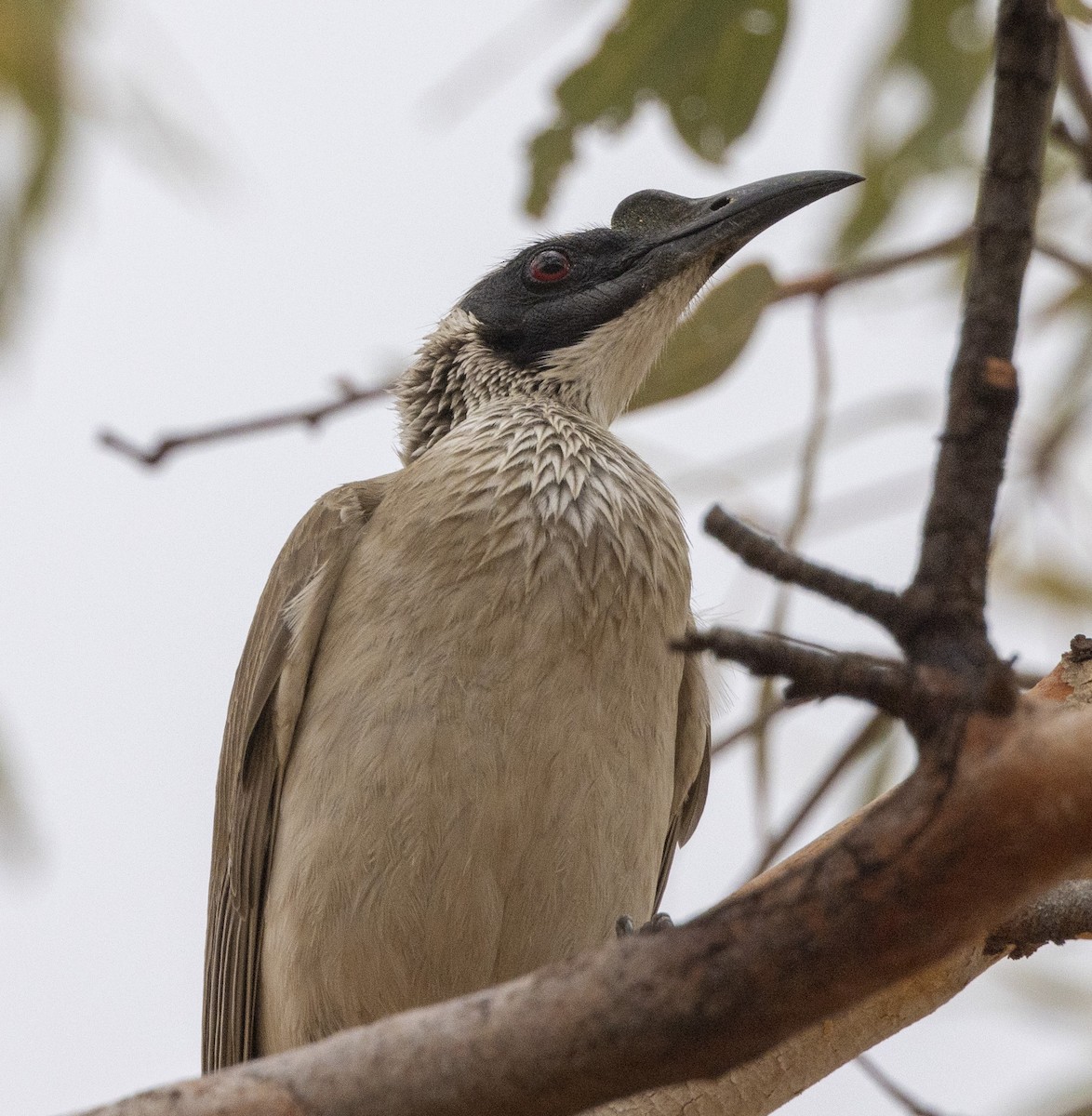 Silver-crowned Friarbird - ML504356271