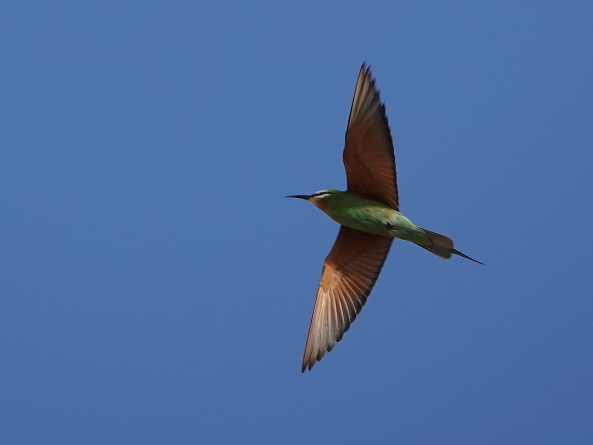 Blue-cheeked Bee-eater - David Astins