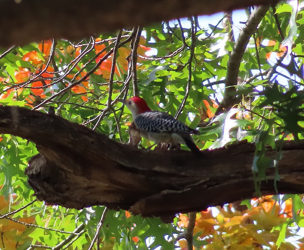 Red-bellied Woodpecker - ML504357921