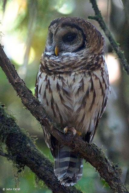  - Fulvous Owl - 