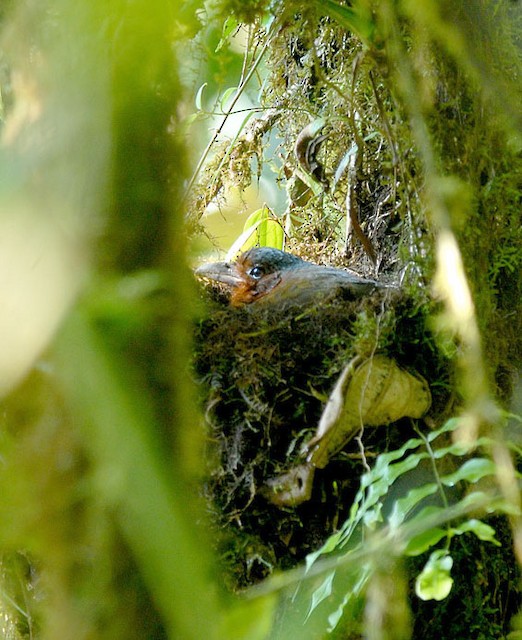 Giant Antpitta on nest ("Maria") - Giant Antpitta - 