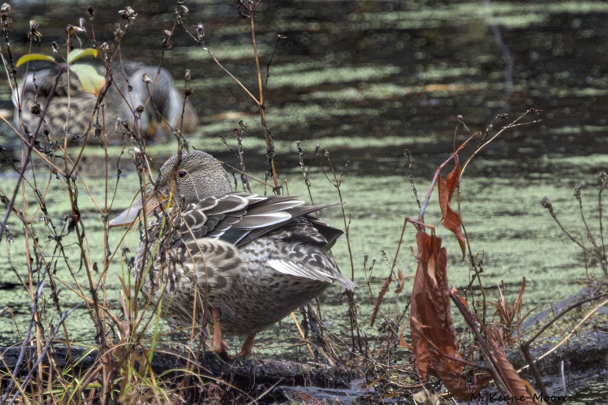 eBird Checklist 16 Nov 2022 Fannie Stebbins Wildlife Refuge 36