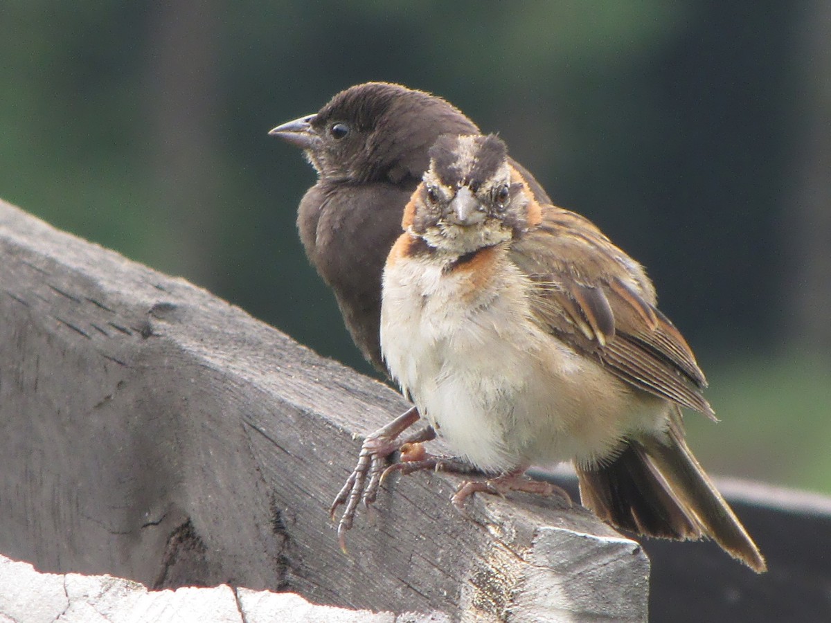 Rufous-collared Sparrow - ML504370681