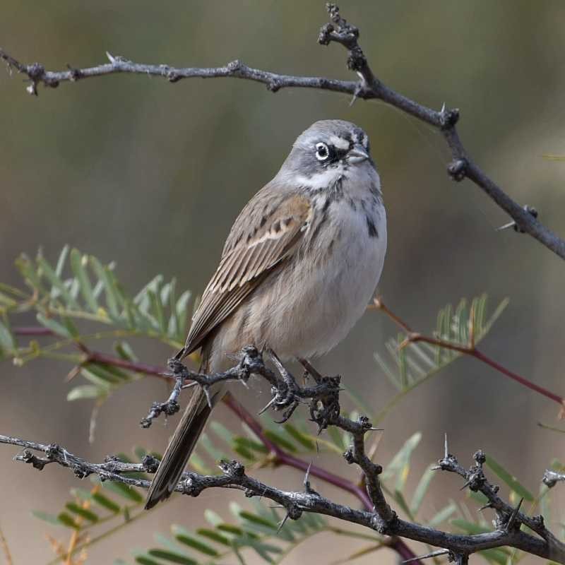 Sagebrush Sparrow - ML504371141