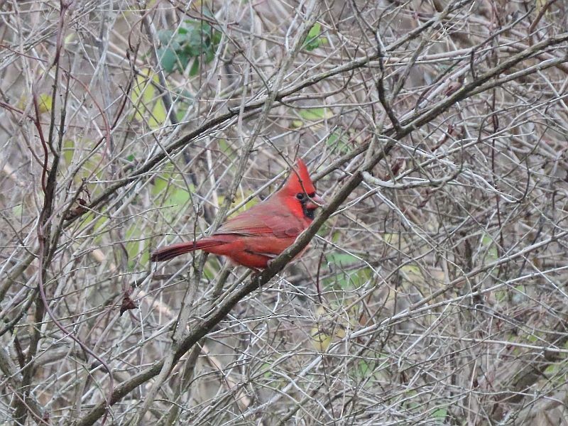 Cardinal rouge - ML504381601