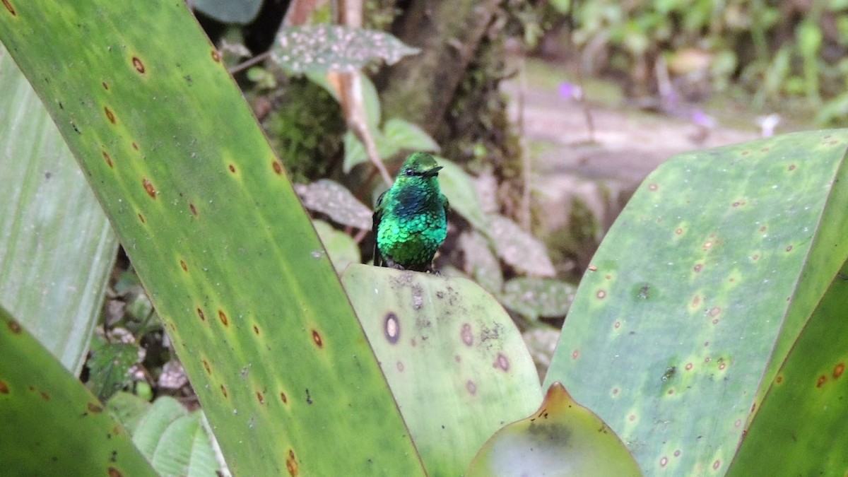 Crowned Woodnymph (Green-crowned/Emerald-bellied) - ML504381611