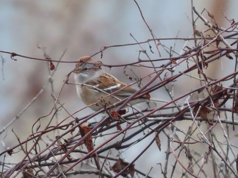 American Tree Sparrow - ML504382151