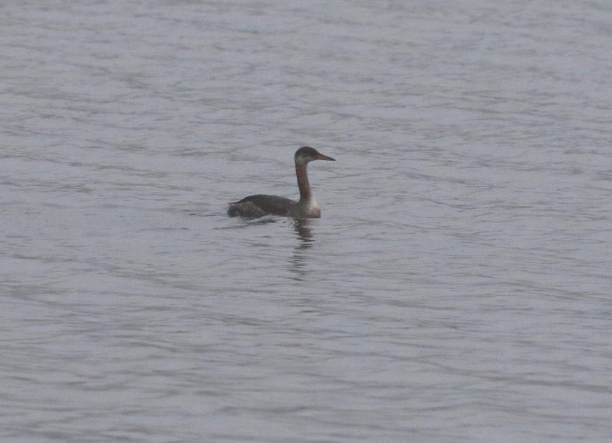 Red-necked Grebe - ML504384641