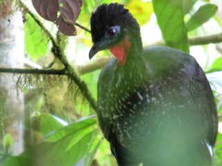 Crested Guan, ML504384791