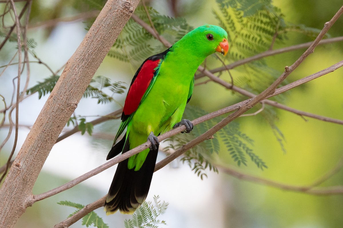Red-winged Parrot - ML504391561