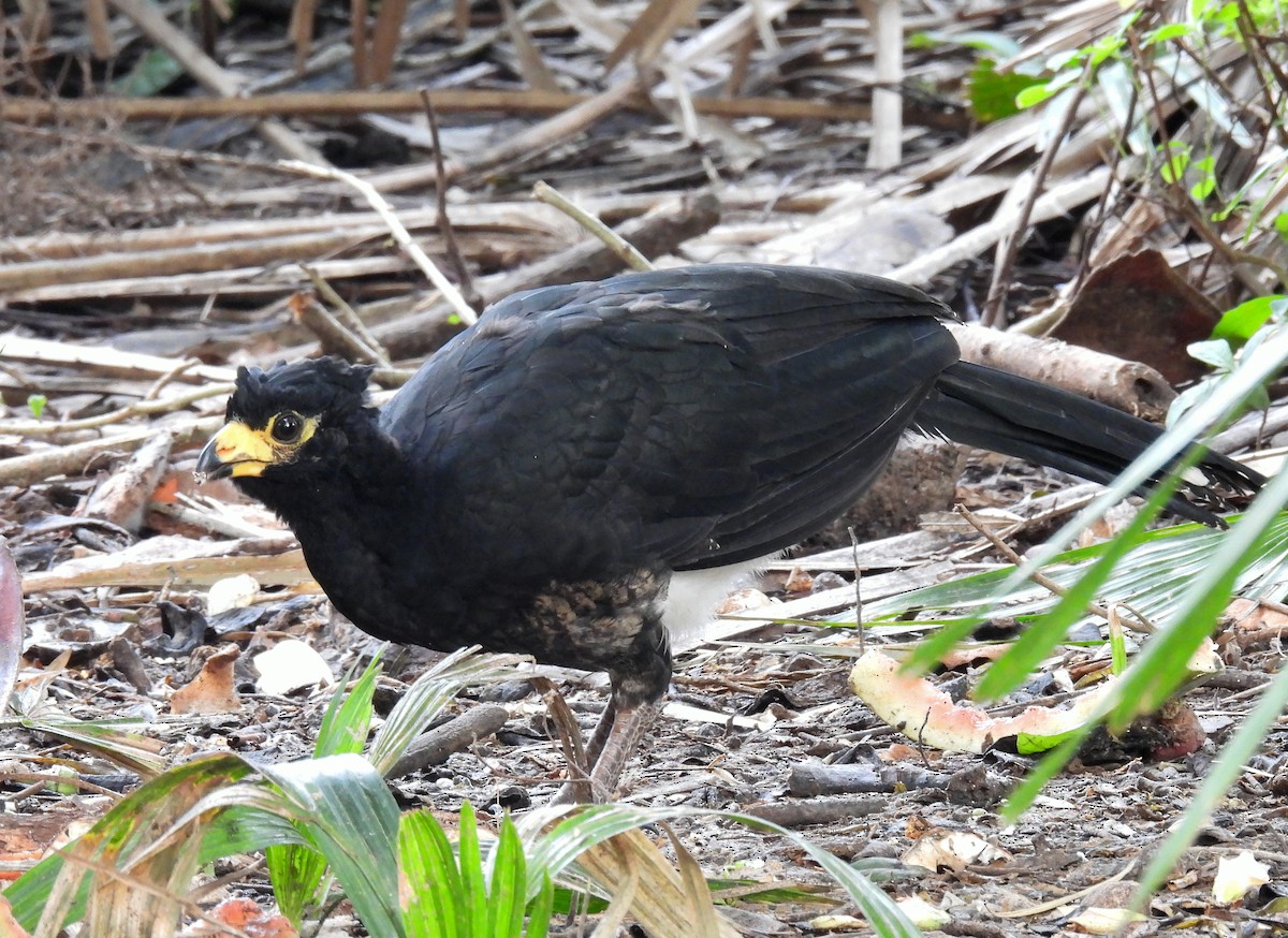Bare-faced Curassow - ML504394051