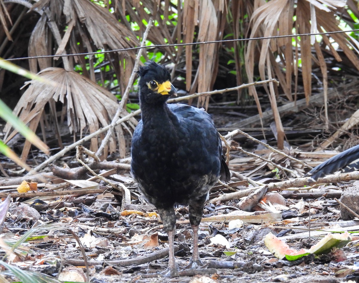 Bare-faced Curassow - ML504394081