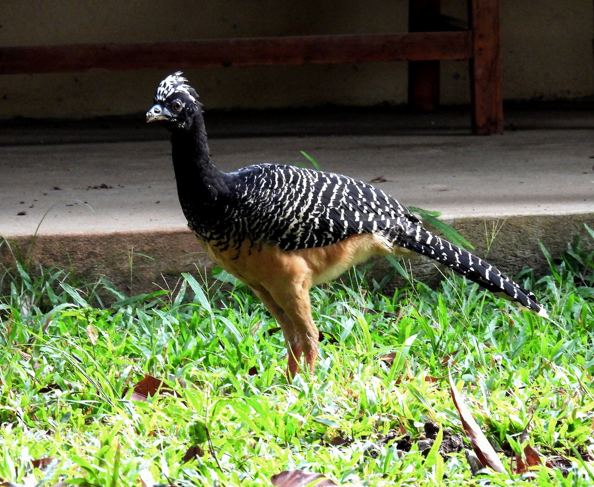 Bare-faced Curassow - ML504394091