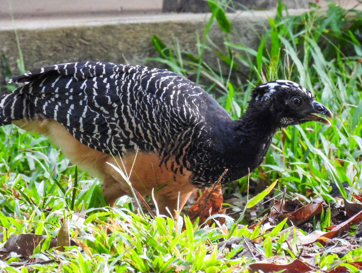 Bare-faced Curassow - ML504394171