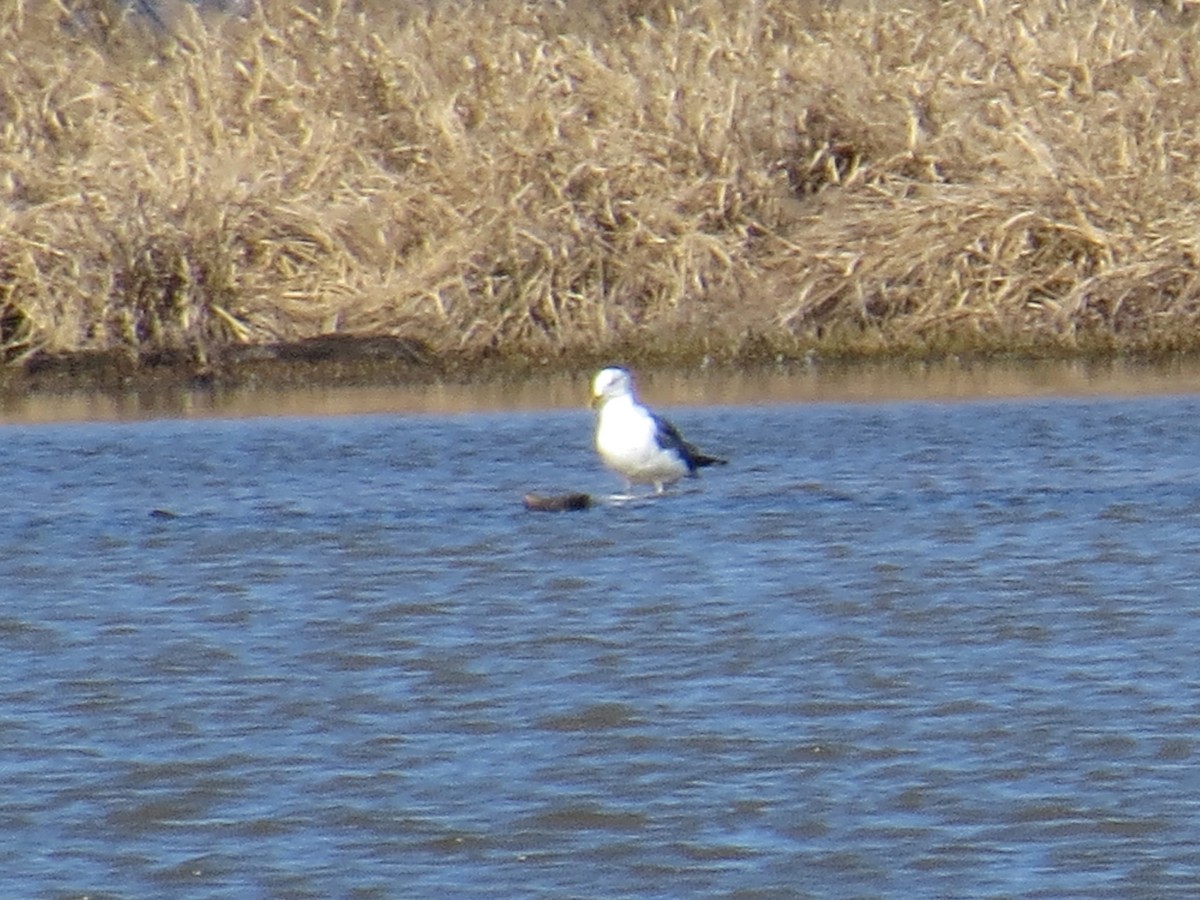 Great Black-backed Gull - WS Barbour