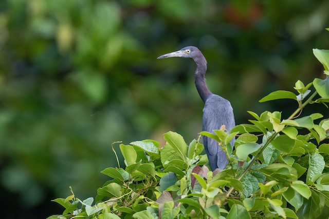 Little Blue Heron