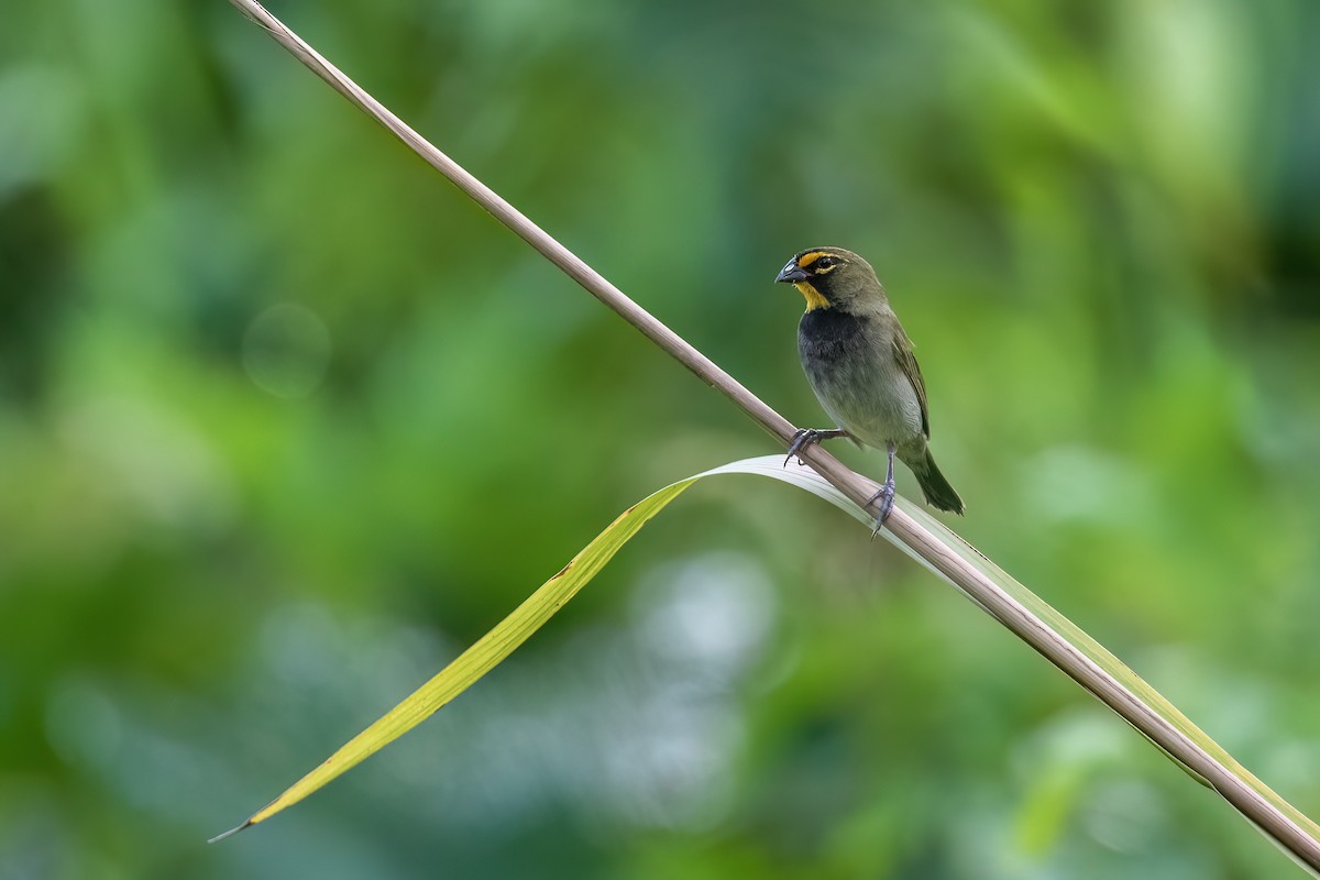 Yellow-faced Grassquit - Adam Jackson