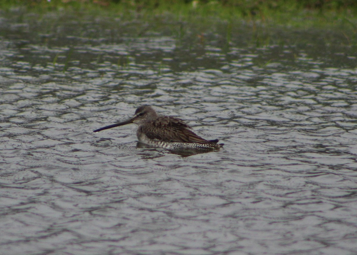 Long-billed Dowitcher - ML504411181
