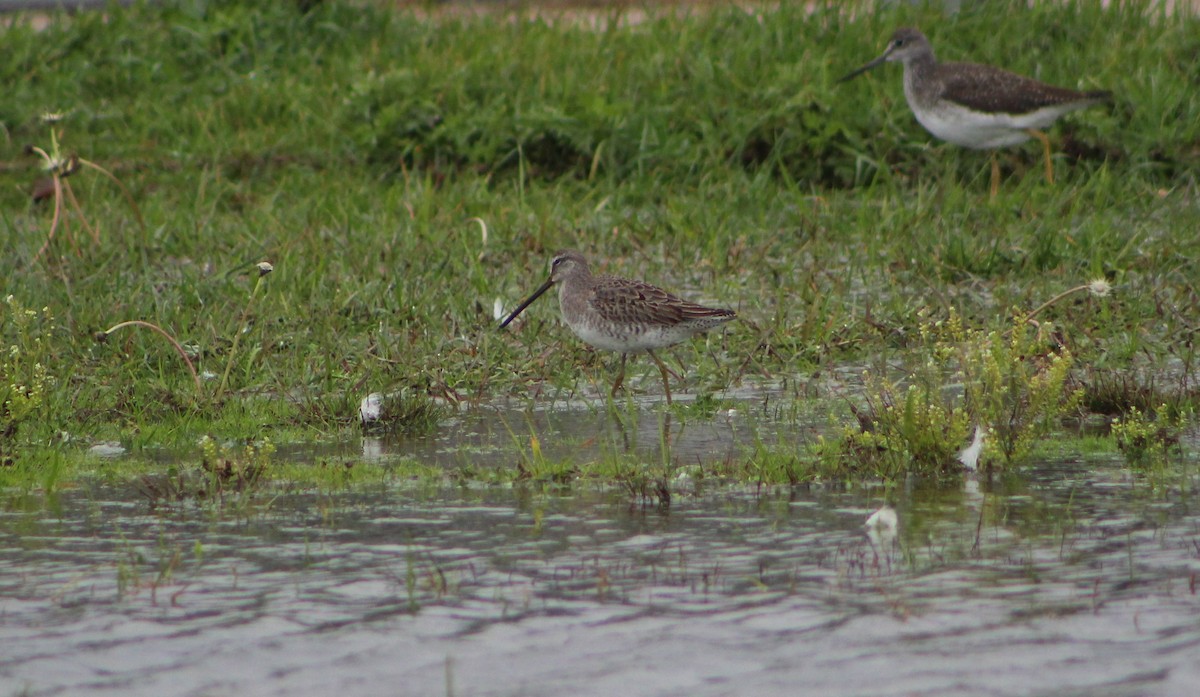 Long-billed Dowitcher - ML504411201