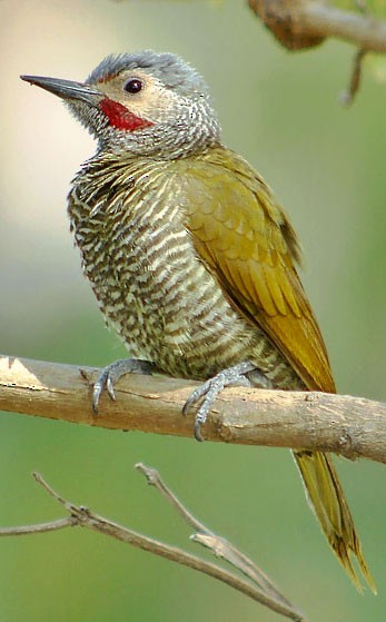  - Gray-crowned Woodpecker - 