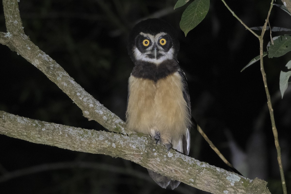 Spectacled Owl - ML504415691