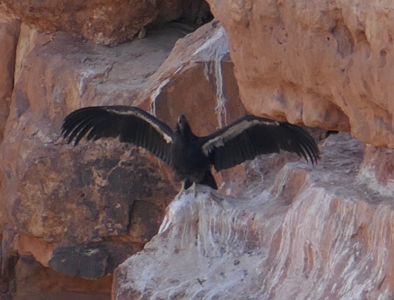 EBird Checklist 16 Nov 2022 Vermilion Cliffs Condor Viewing Site 