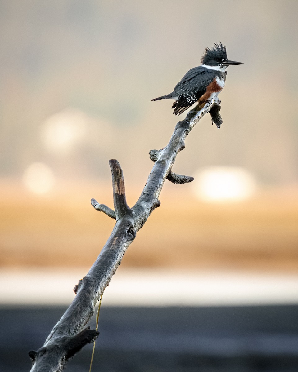 Belted Kingfisher - Nathan Kelley