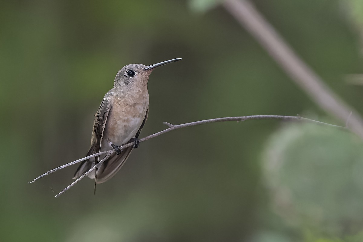 kolibřík rusoprsý - ML504419811