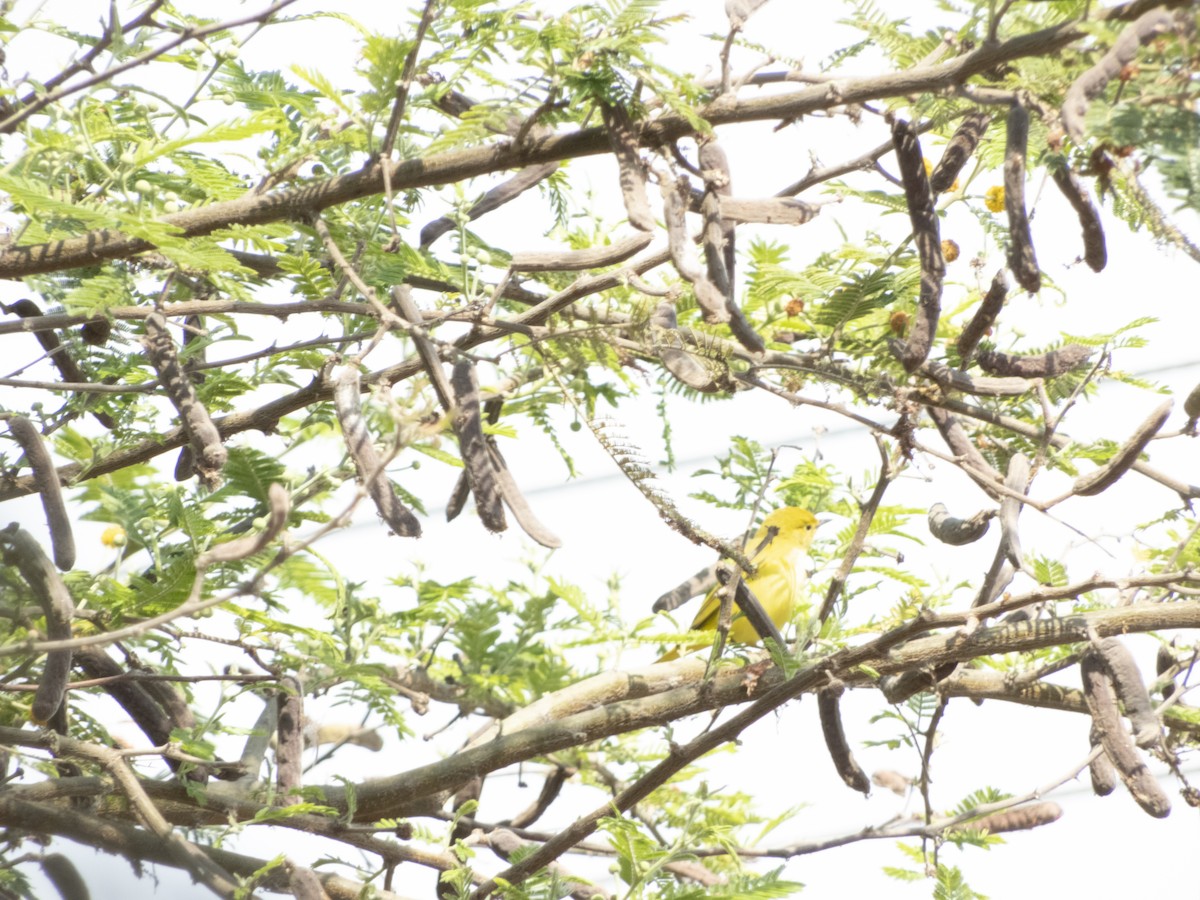 Yellow Warbler - ML504425011