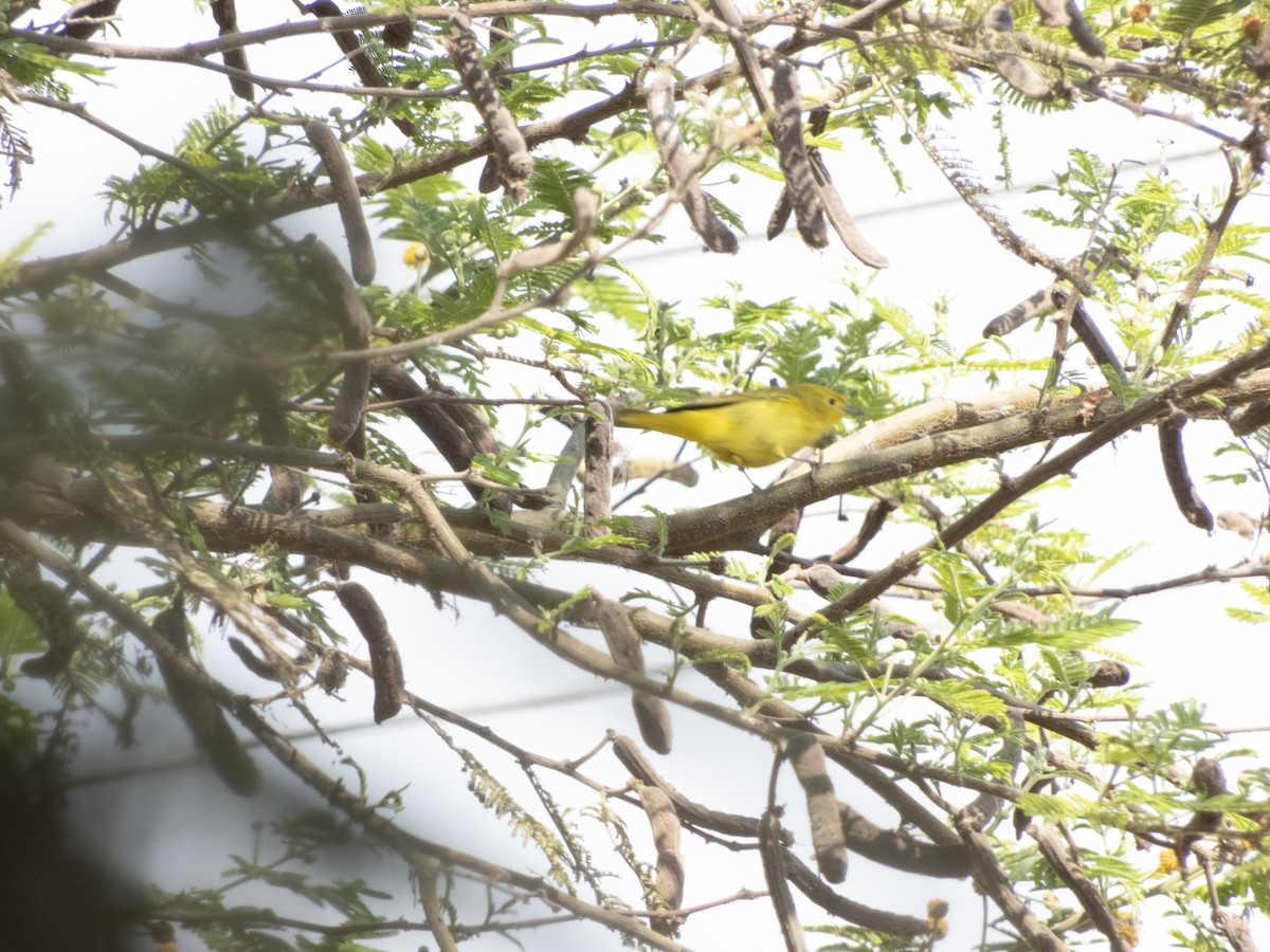 Yellow Warbler - ML504425031