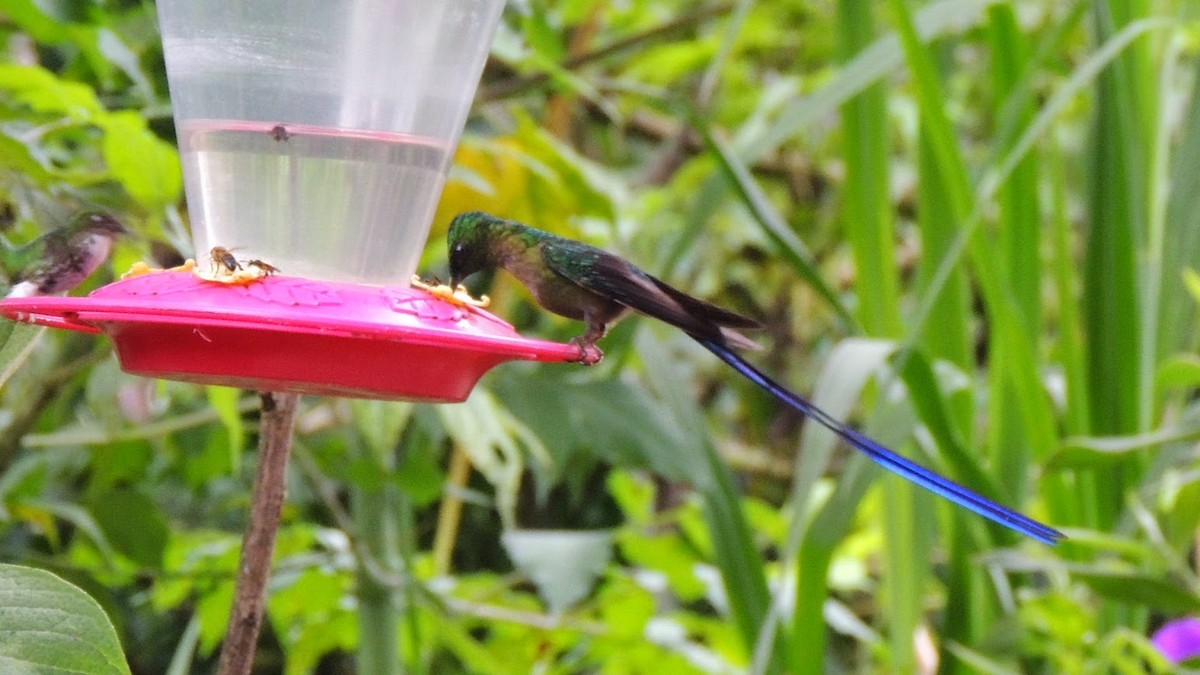 Violet-tailed Sylph - ML504430111