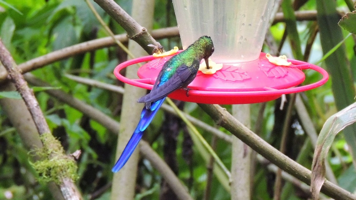 Violet-tailed Sylph - ML504430171
